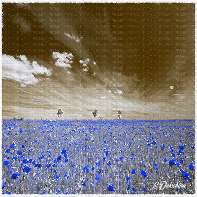 dolceluna poppy poppies field animated background - 無料のアニメーション GIF