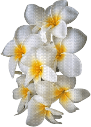 white flowers 2 - безплатен png