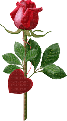 Roses dm19 - Free PNG