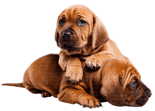 dogs  by nataliplus - png gratuito