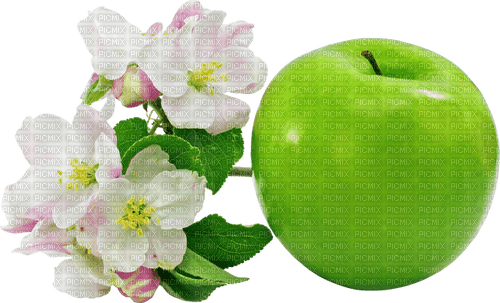 Apfel mit Blüten - zadarmo png