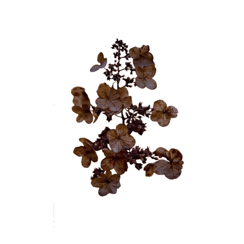 kikkapink deco scrap brown leaves - 免费PNG