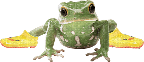 does a frog wear boots like this - безплатен png
