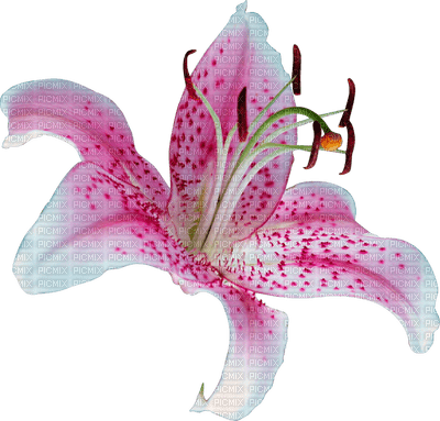 Flowers pink bp - Free PNG