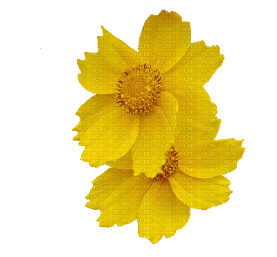 Flowers yellow bp - GIF animasi gratis