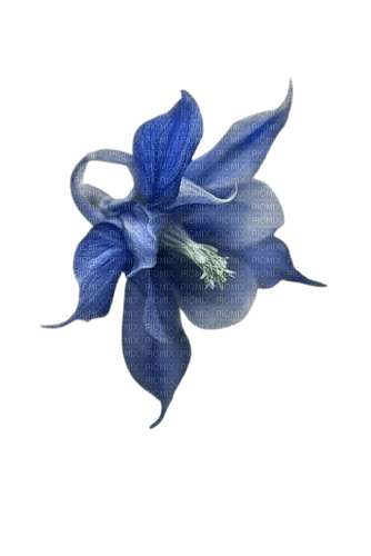 fleur bleue - PNG gratuit
