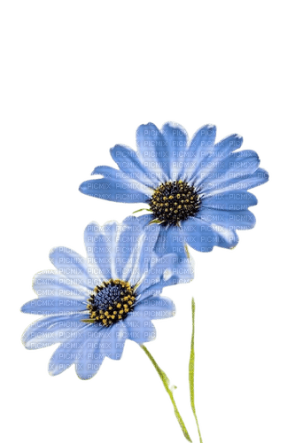 fleurs bleues - бесплатно png
