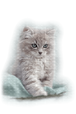chat / cat - Free PNG
