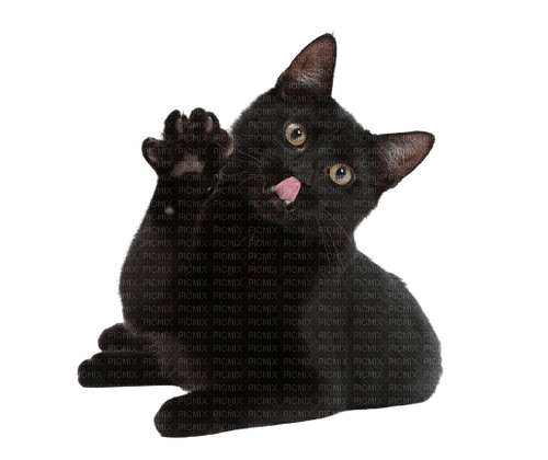 черный кот ❣ black cat - png ฟรี