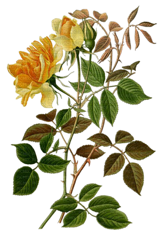 autumn roses - δωρεάν png