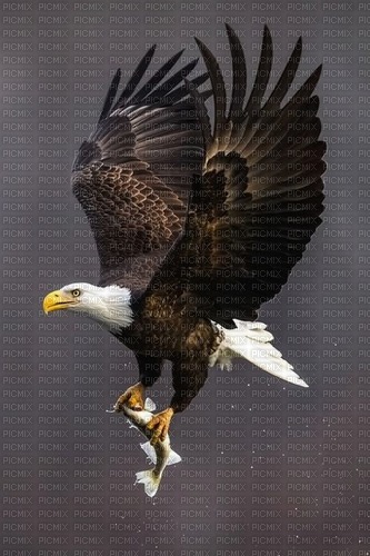 Eagle With Fish - PNG gratuit
