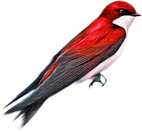 Bird Red White Black - Bogusia - nemokama png