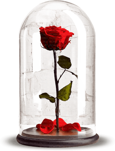 red rose Bb2 - png grátis