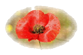 coquelicot - 免费PNG