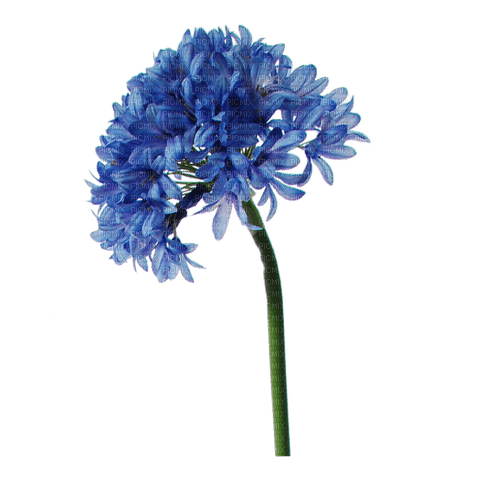 kikkapink deco scrap blue flowers - бесплатно png