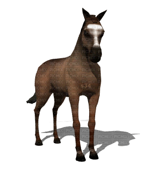 aze cheval s34 marron Brown - GIF animate gratis