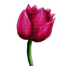 Flower Tulip - kostenlos png