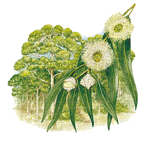 Australian native flowers bp - Darmowy animowany GIF