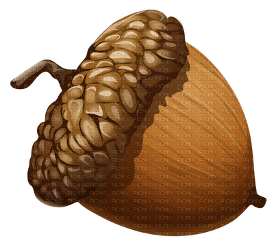 acorn - png grátis