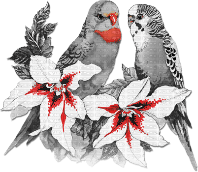 soave deco summer bird tropical parrot flowers - безплатен png