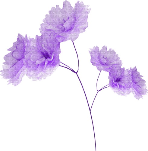blume flowers - безплатен png