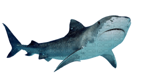 Kaz_Creations Shark - gratis png