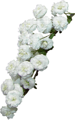 Fleur blanche - PNG gratuit