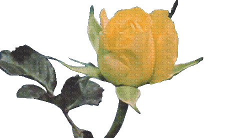 rose blooming - GIF animasi gratis