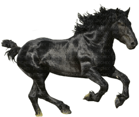 Kaz_Creations Horse - zadarmo png