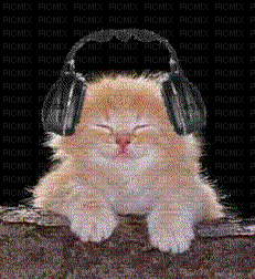 chaton - Gratis animerad GIF