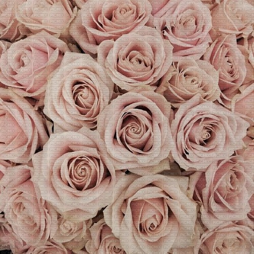 Light Pink Roses - png ฟรี