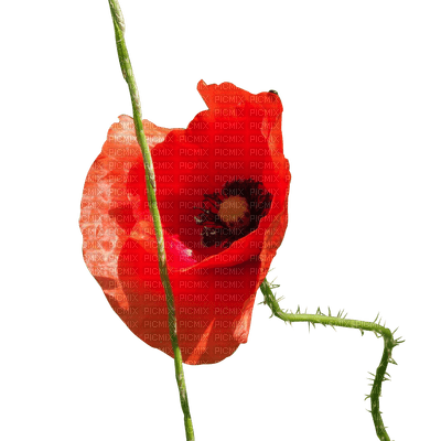 Kaz_Creations Poppy Flower - бесплатно png