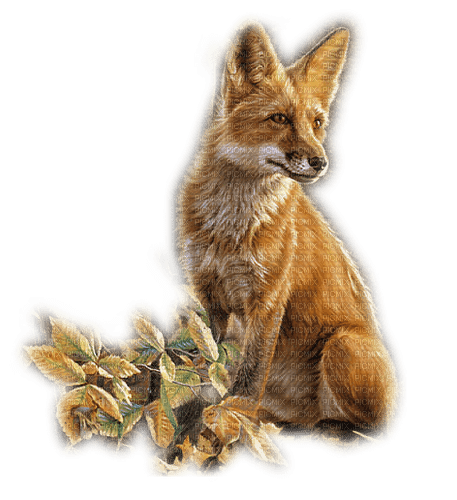 dolceluna fox - darmowe png