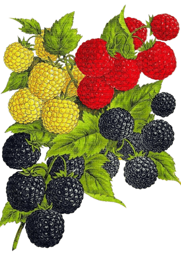 raspberries Bb2 - gratis png