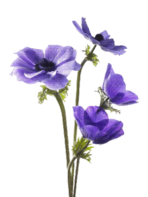 fleur-flower-anémone