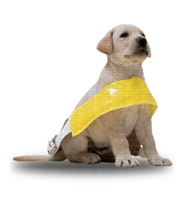 Kaz_Creations Guide Dog Pup Dogs 🐶 - darmowe png