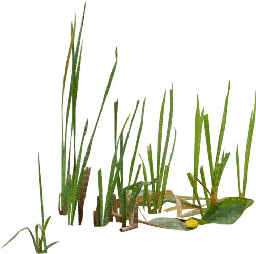 Herbe - 免费PNG