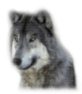 Tube Animaux Loup - png gratuito