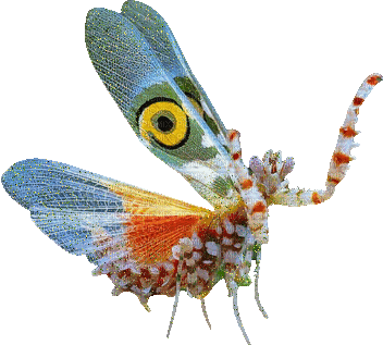 spiny flower mantis saying hii - Darmowy animowany GIF