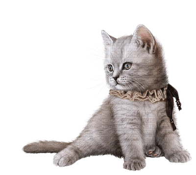 Kaz_Creations Cat Kitten - δωρεάν png