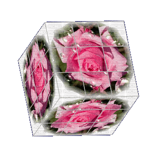 cube roses - GIF animado gratis