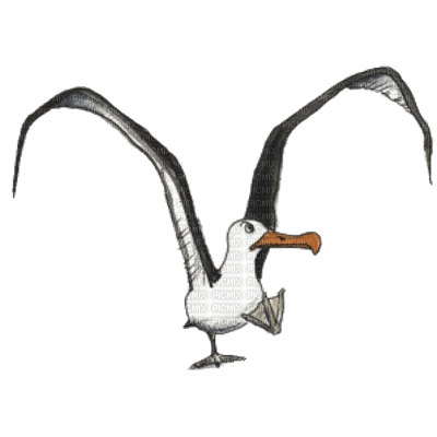 seagull - zdarma png