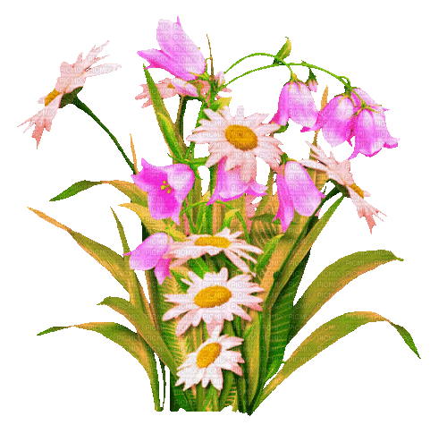 Animated.Flowers.Pink.White - By KittyKatLuv65 - GIF เคลื่อนไหวฟรี