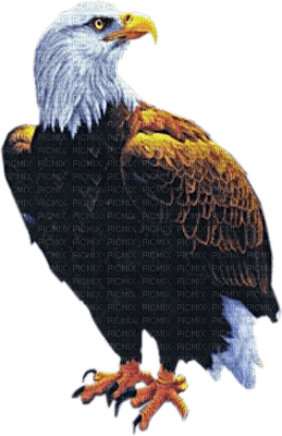 Kaz_Creations Birds Bird Eagle - png gratuito