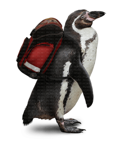 pingouin - png grátis