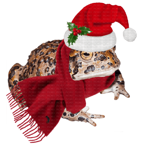 christmas frog - PNG gratuit