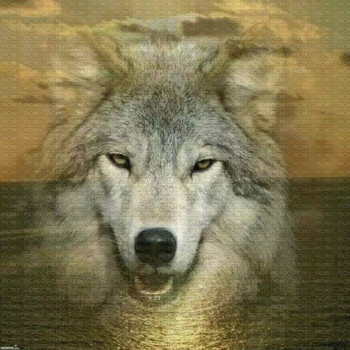 GRIJZE WOLF - 無料png