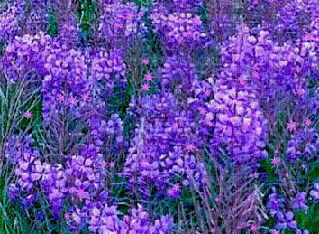 purple flowers background - GIF animé gratuit