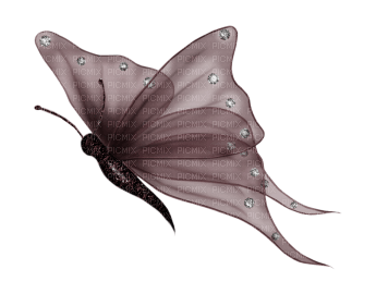 Papillon - Free PNG