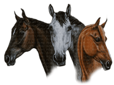 caballo - δωρεάν png
